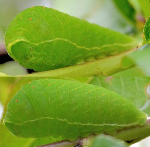 Réf. 284 326 : Iphiclides podalirius